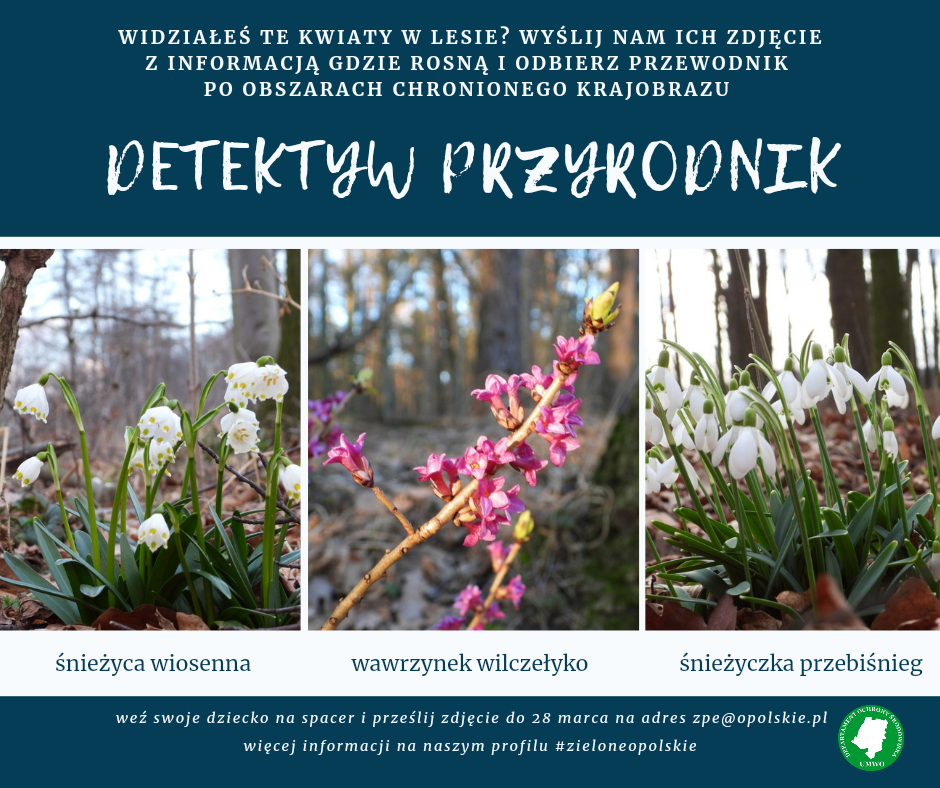 U góry plakatu na granatowym tle znajduje się napis: Widziałeś te kwiaty w lesie? Wyślij nam ich zdjęcie z informacją gdzie rosną i odbierz przewodnik po obszarach chronionego krajobrazu. Poniżej napis: Detektyw Przyrodnik Po środku znajdują się zdjęcia trzech roślin: śnieżycy wiosennej, wawrzynka wilczełyko oraz śnieżyczki przebiśnieg z nazwami tych roślin. Pod spodem na granatowym tle znajduje się napis: weź swoje dziecko na spacer i prześlij zdjęcie do 21 marca na adres zpe@opolskie.pl więcej informacji na naszym profilu #zieloneopolskie